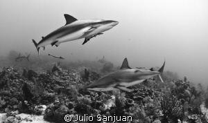 sharks black and white by Julio Sanjuan 